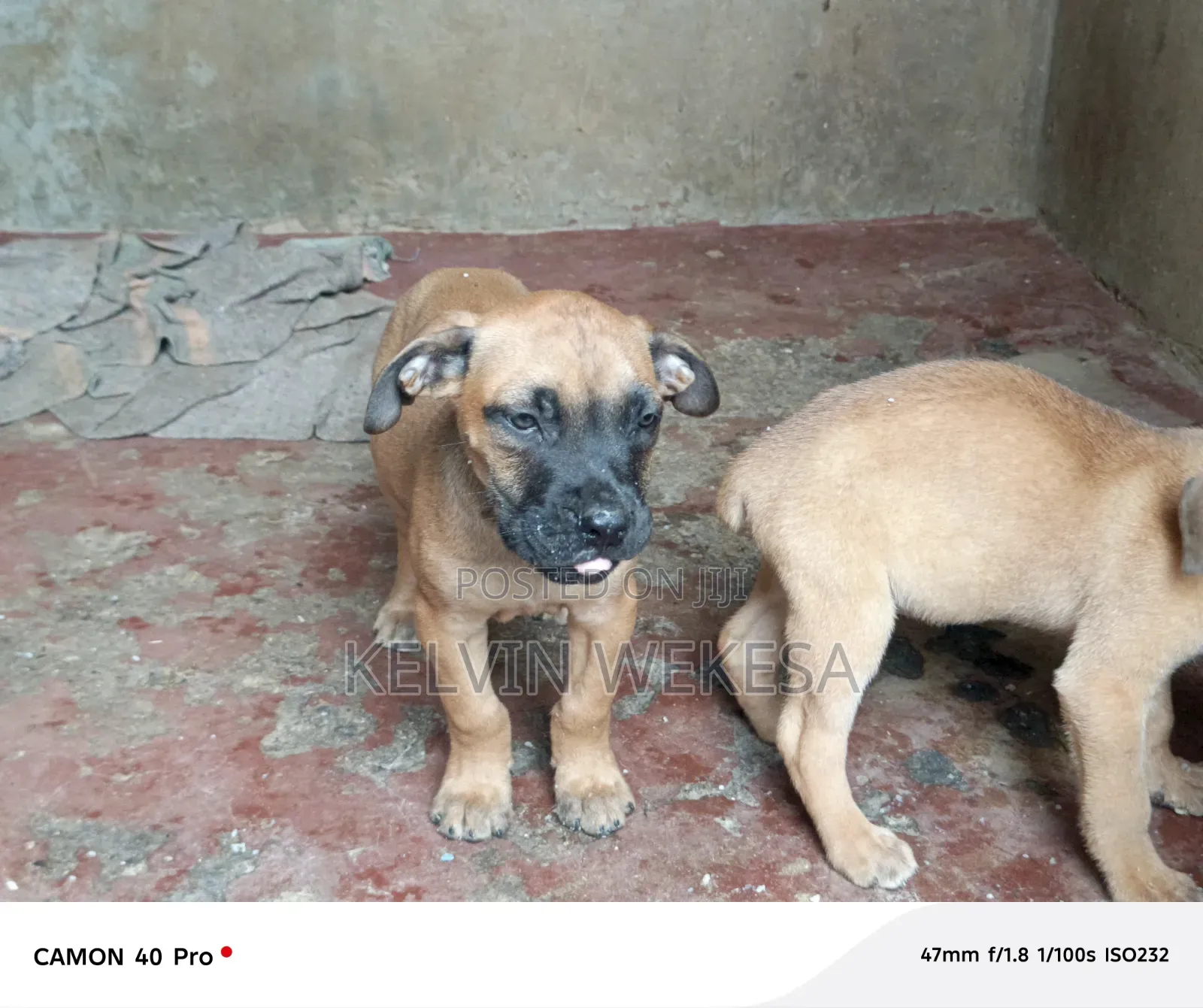1-3 months Male Purebred Boerboel