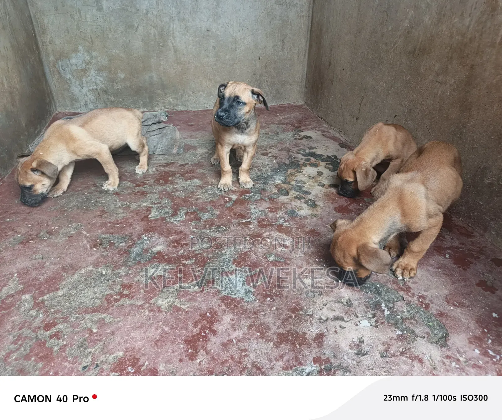 1-3 months Male Purebred Boerboel