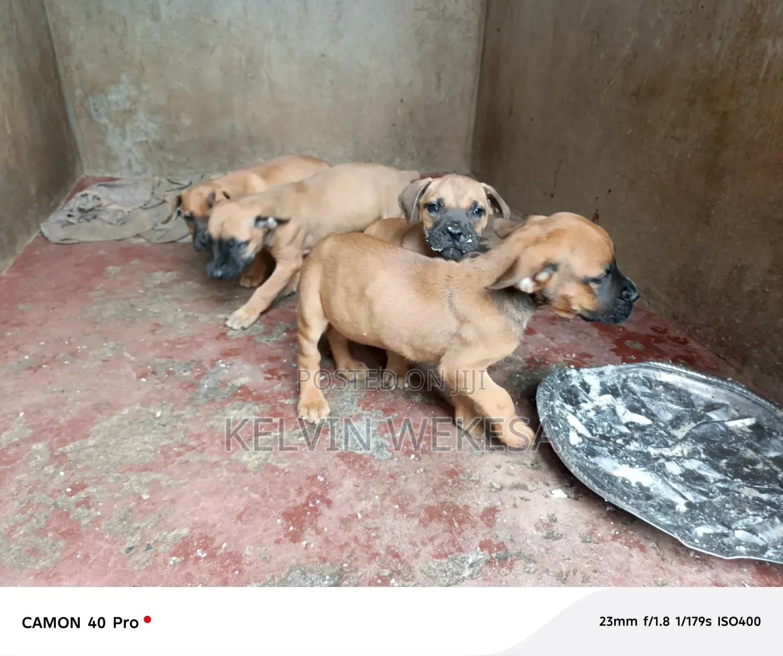 1-3 months Male Purebred Boerboel