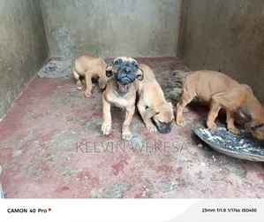 1-3 months Male Purebred Boerboel