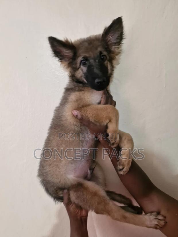 3-6 months Male Purebred German Shepherd - thumbnail 2