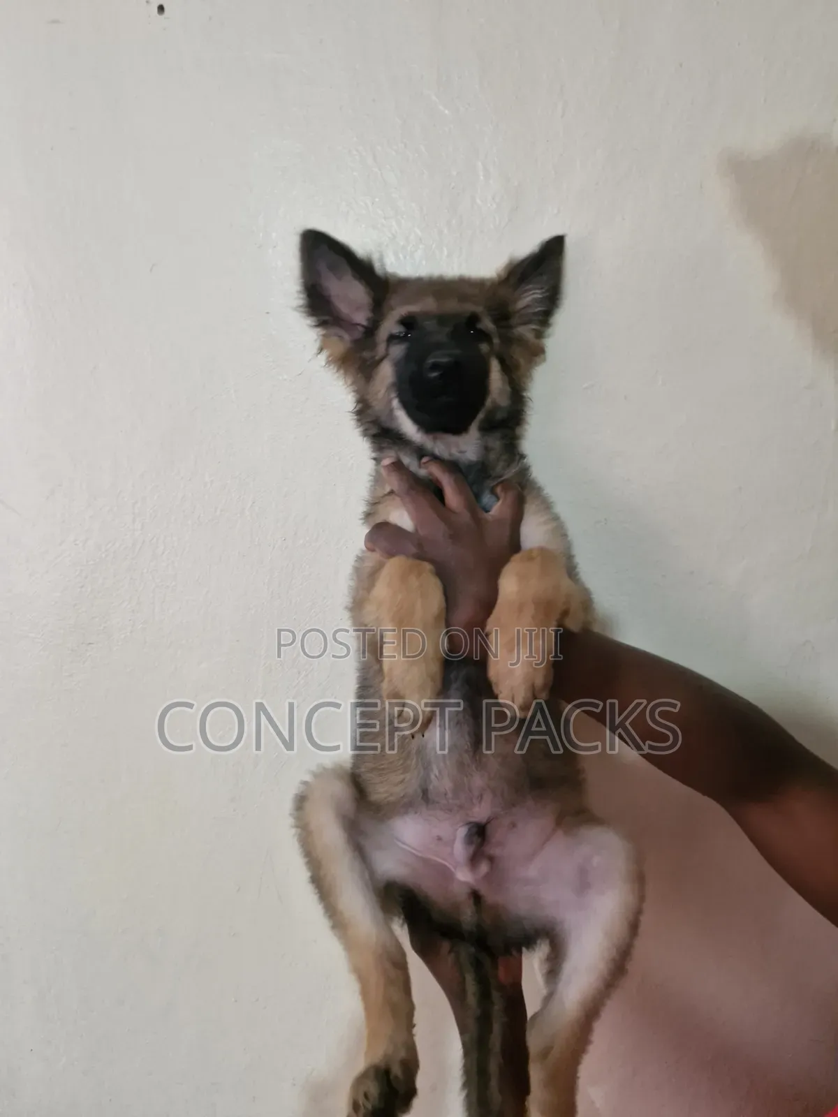 3-6 months Male Purebred German Shepherd
