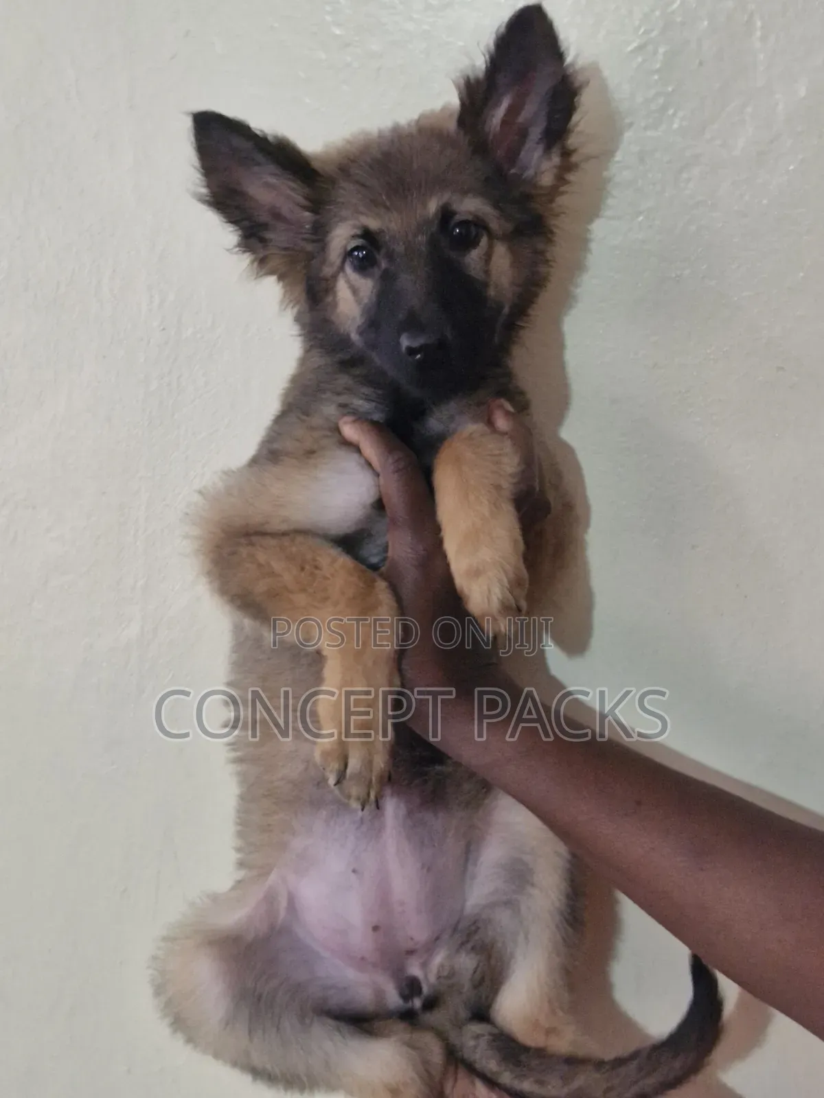 1-3 months Male Purebred German Shepherd