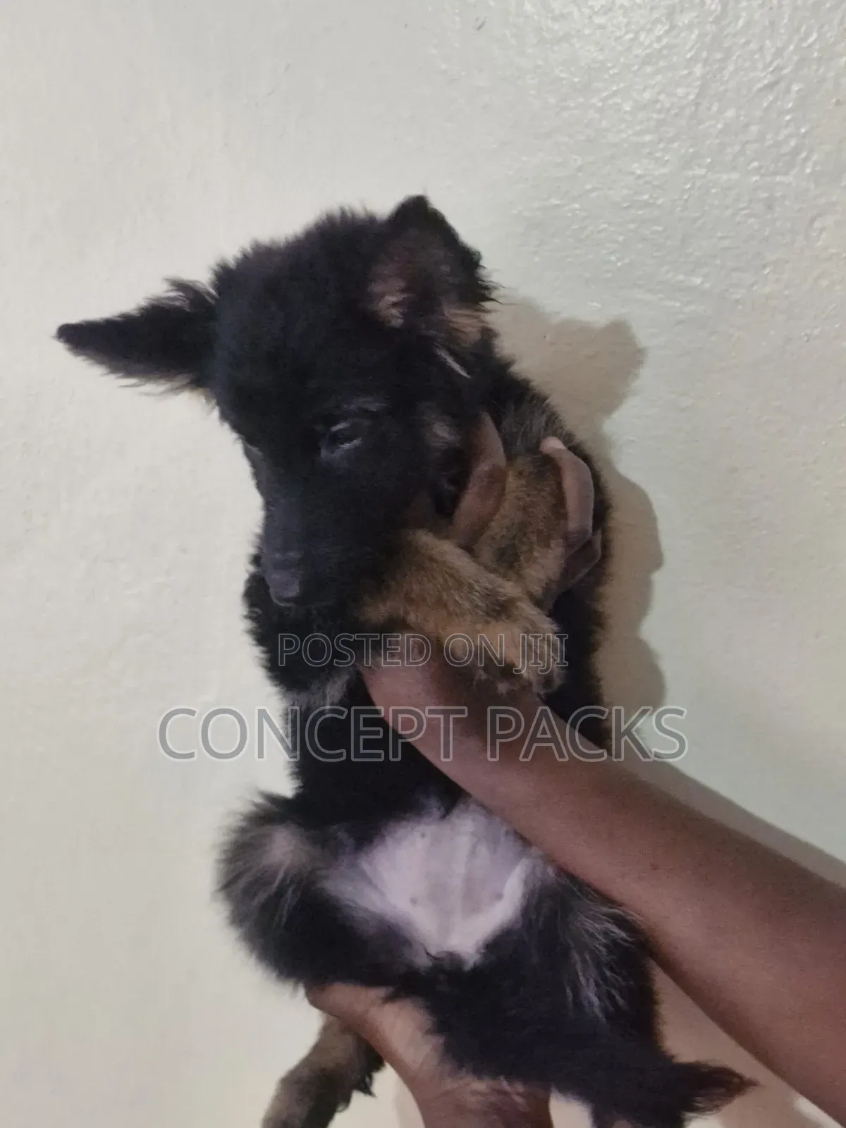 1-3 months Male Purebred German Shepherd