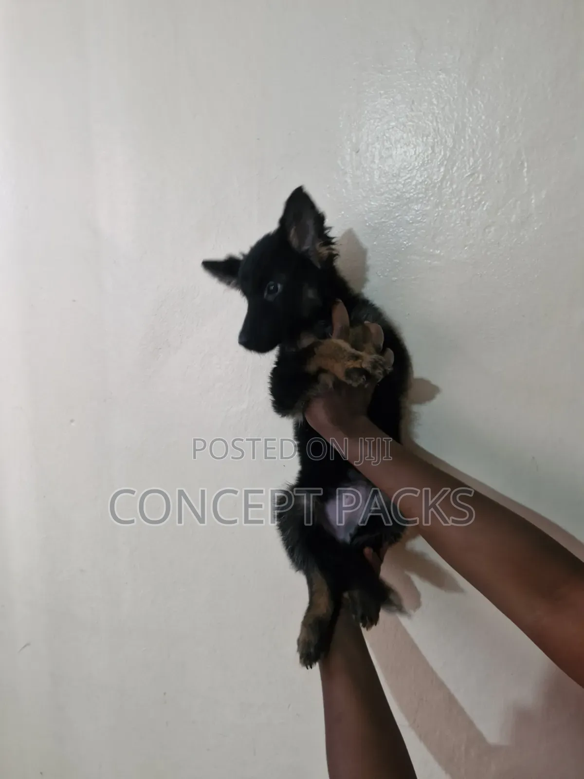 1-3 months Male Purebred German Shepherd