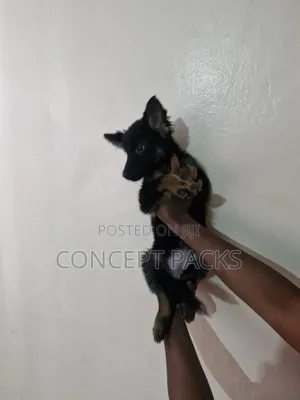 1-3 months Male Purebred German Shepherd