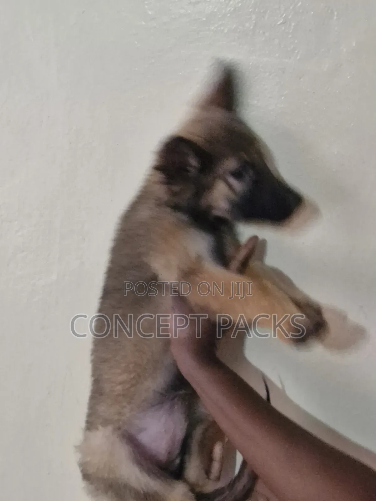 1-3 months Male Purebred German Shepherd
