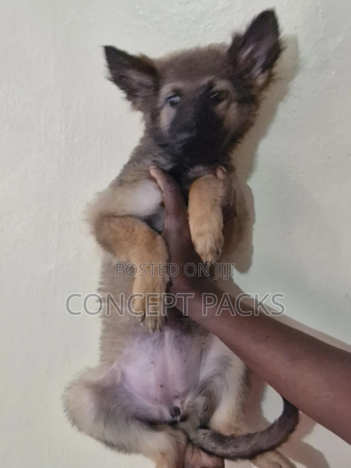1-3 months Male Purebred German Shepherd