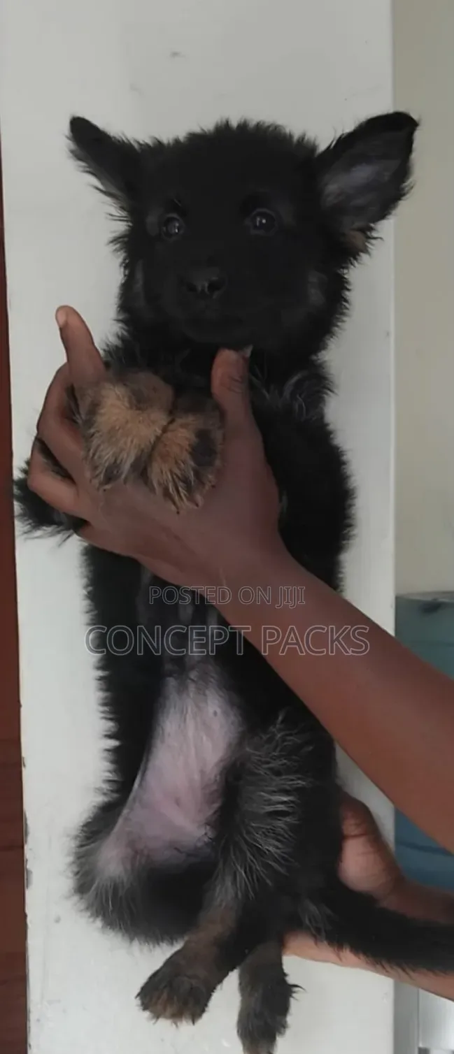 1-3 months Female Purebred German Shepherd