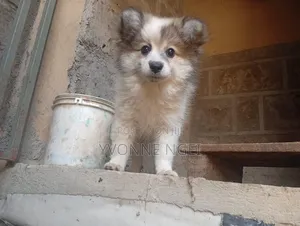 1-3 months Female Purebred Japanese Spitz