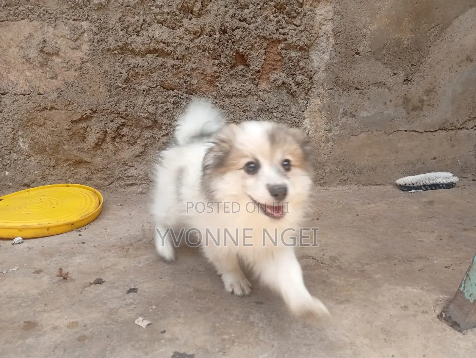 1-3 months Female Purebred Japanese Spitz