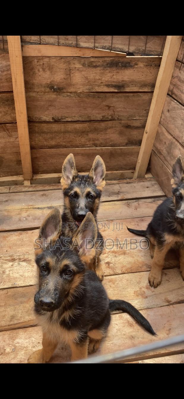 3-6 months Male Purebred German Shepherd