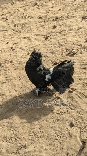 Pigeons for Sell