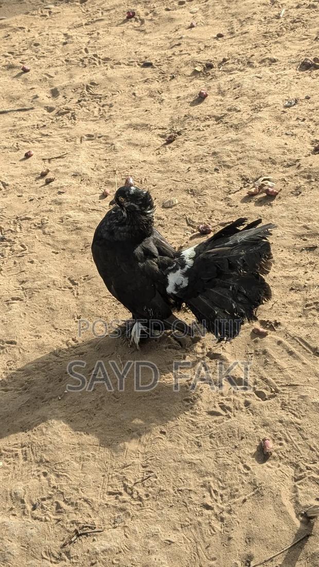 Pigeons for Sell