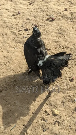 Pigeons for Sell