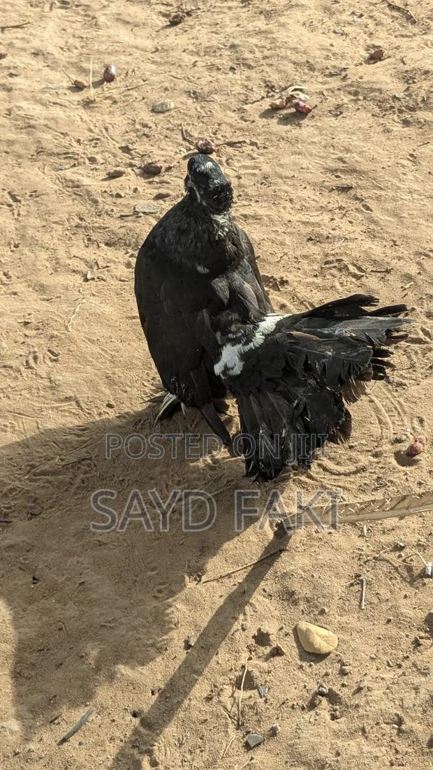 Pigeons for Sell - thumbnail 2