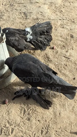 Pigeons for Sell