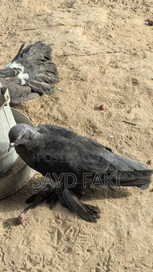 Pigeons for Sell