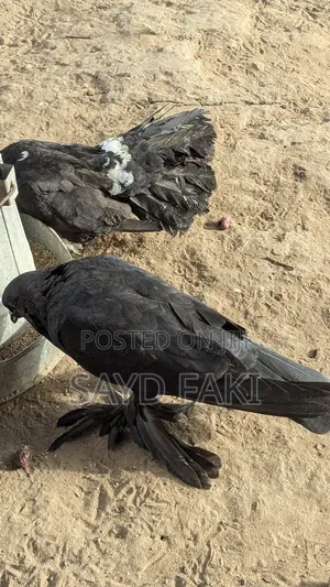 Pigeons for Sell