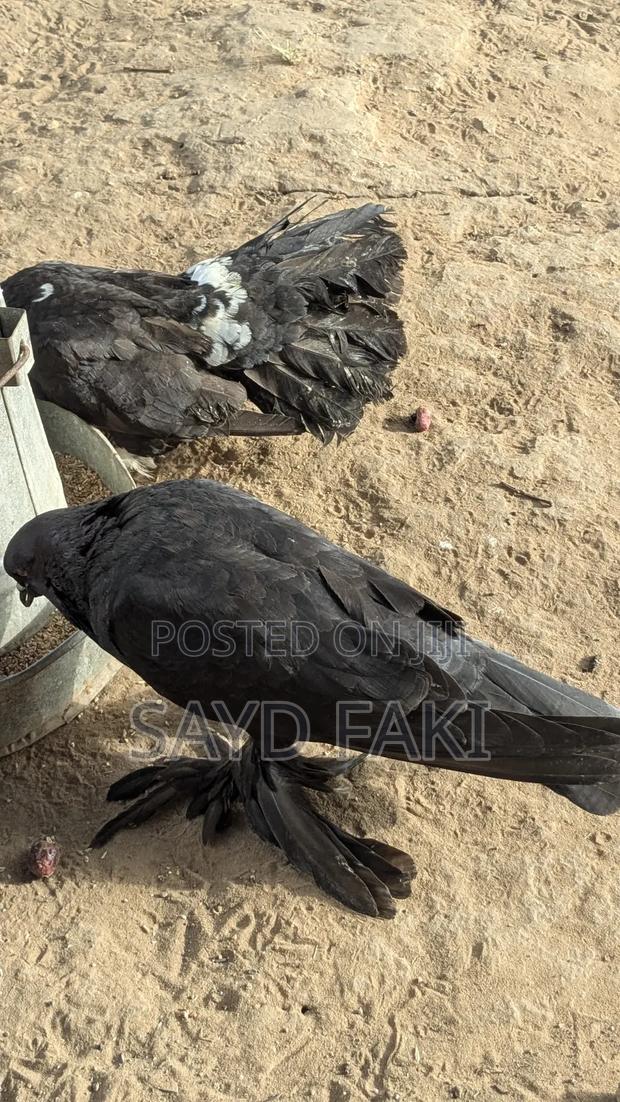 Pigeons for Sell - thumbnail 5