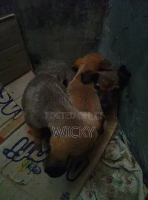 1-3 months Female Mixed Breed German Shepherd