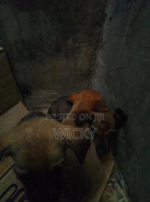 1-3 months Female Mixed Breed German Shepherd - thumbnail 2