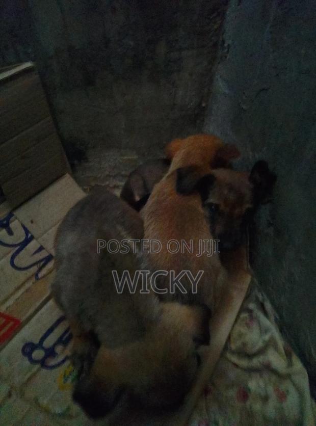 1-3 months Female Mixed Breed German Shepherd - thumbnail 3