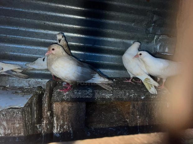 Pigeons Eldoret - thumbnail 6