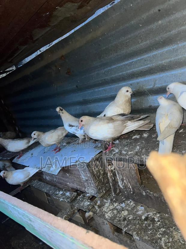 Pigeons Eldoret - thumbnail 8