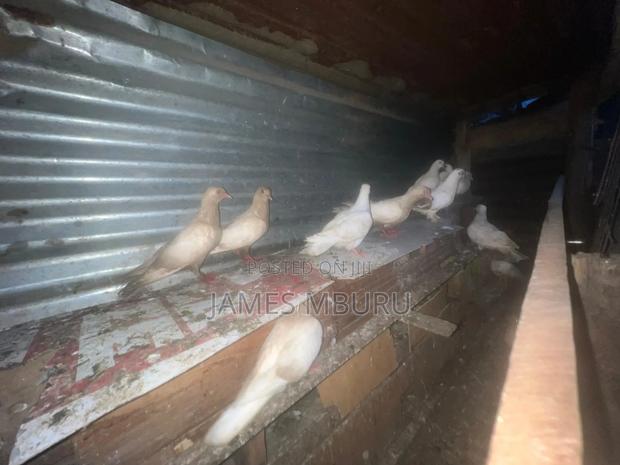 Pigeons Eldoret - thumbnail 10