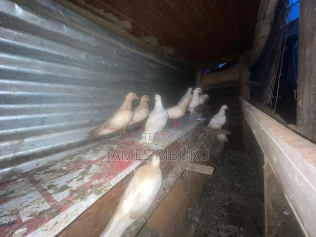 Pigeons Eldoret - thumbnail 13