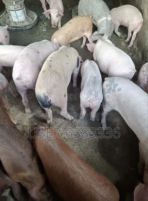 Piglets for Sale