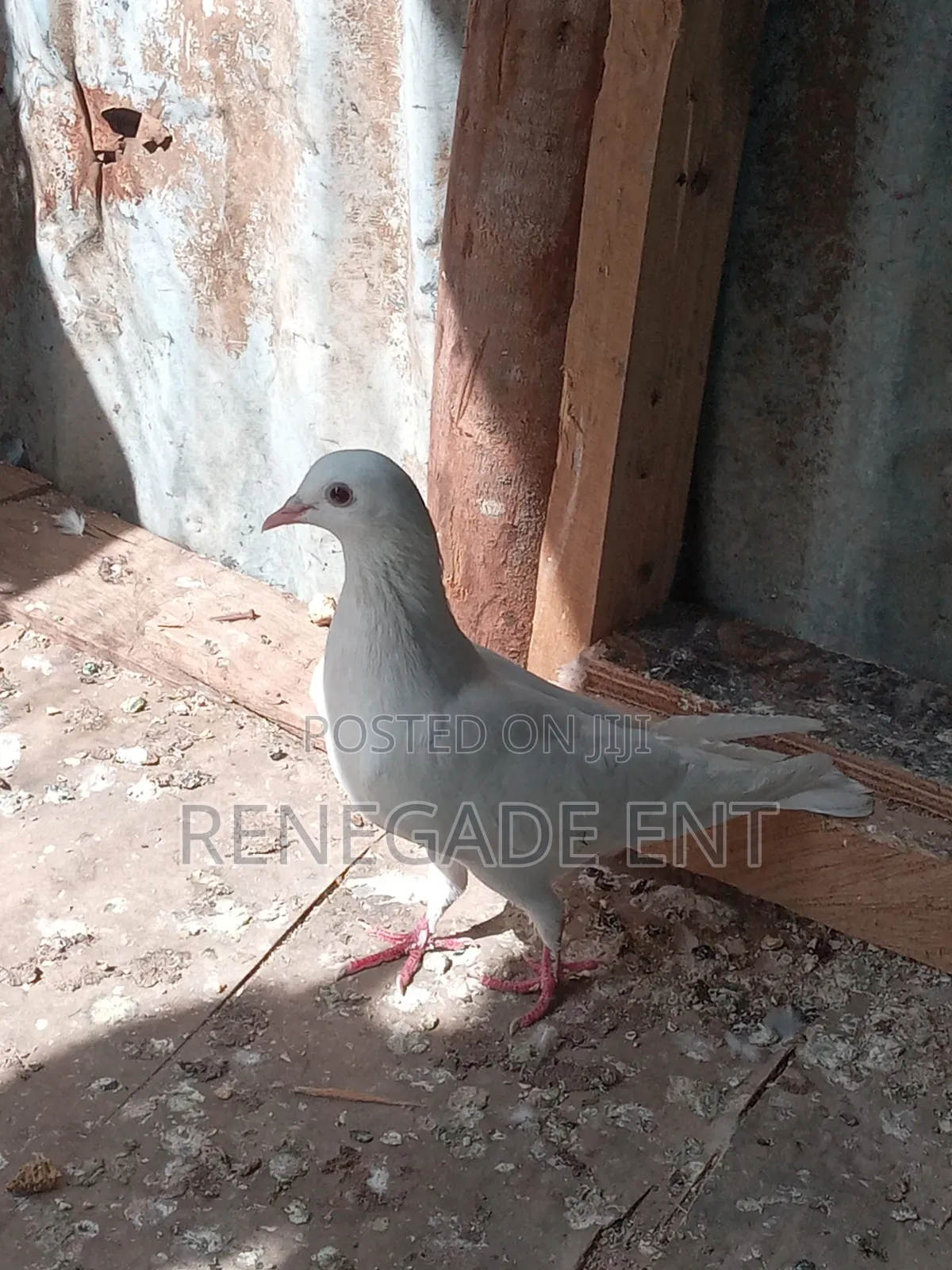 Homing Pigeons