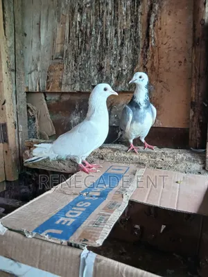 Homing Pigeons