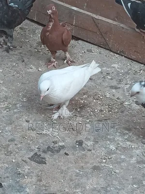 Homing Pigeons