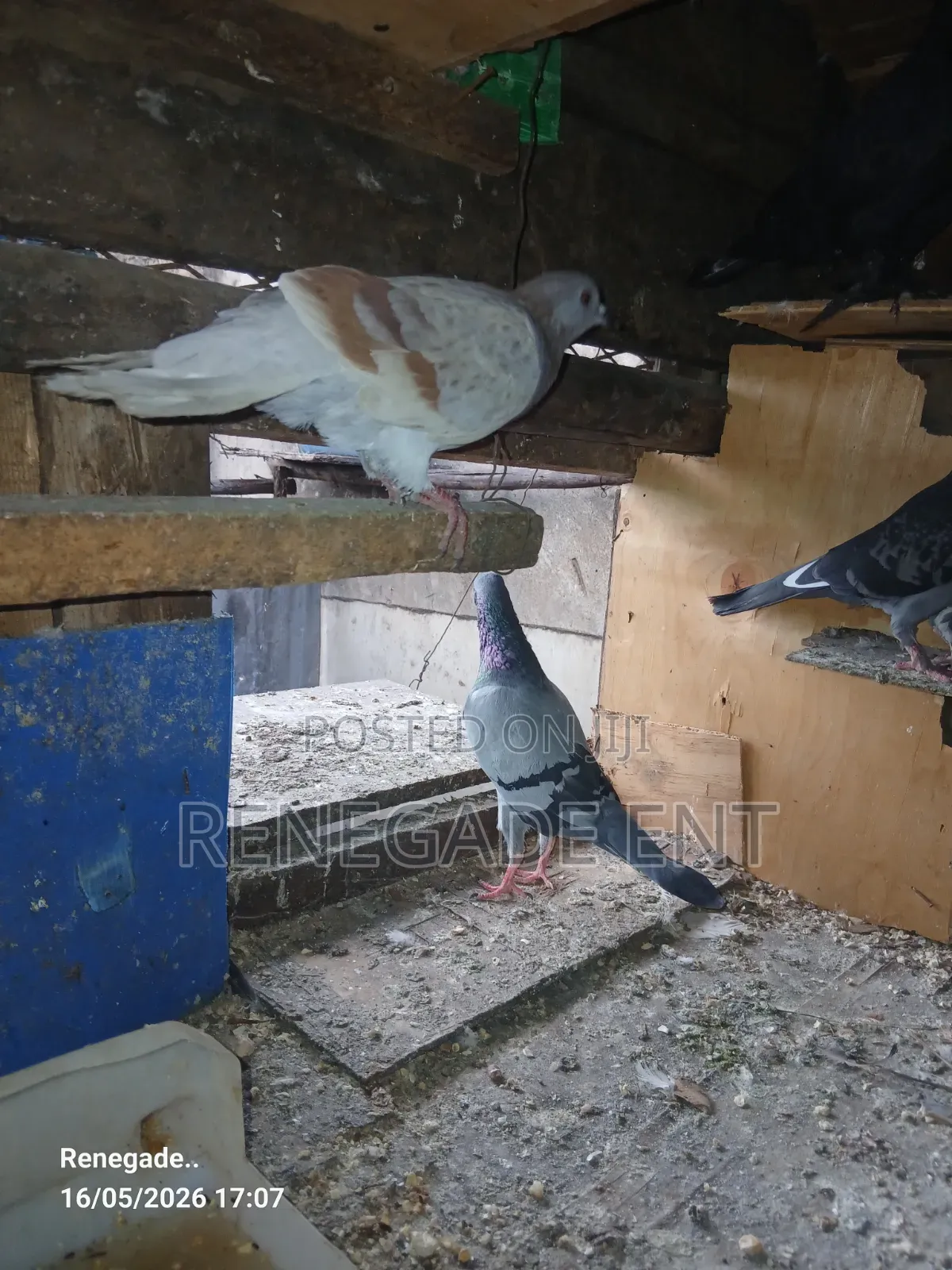 Homing Pigeons