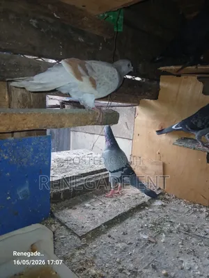 Homing Pigeons