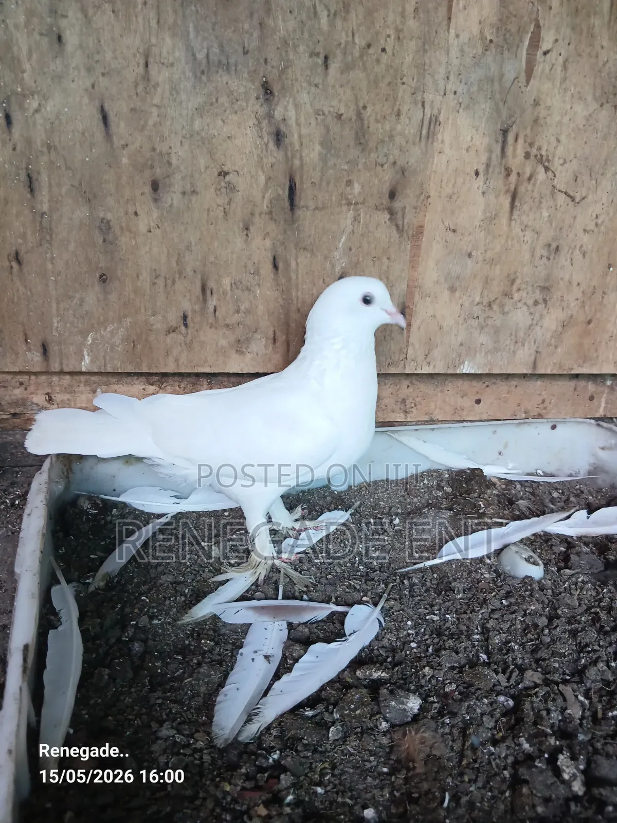 Homing Pigeons