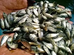 Yy Fish Fingerlings on Sale