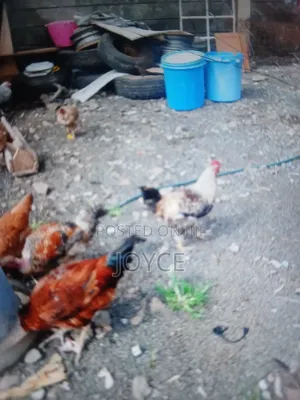 Pure Kienyeji Chicken