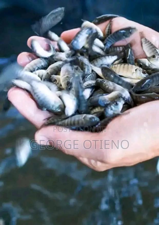 Yy Tilapia Fish Fingerlings on Sale