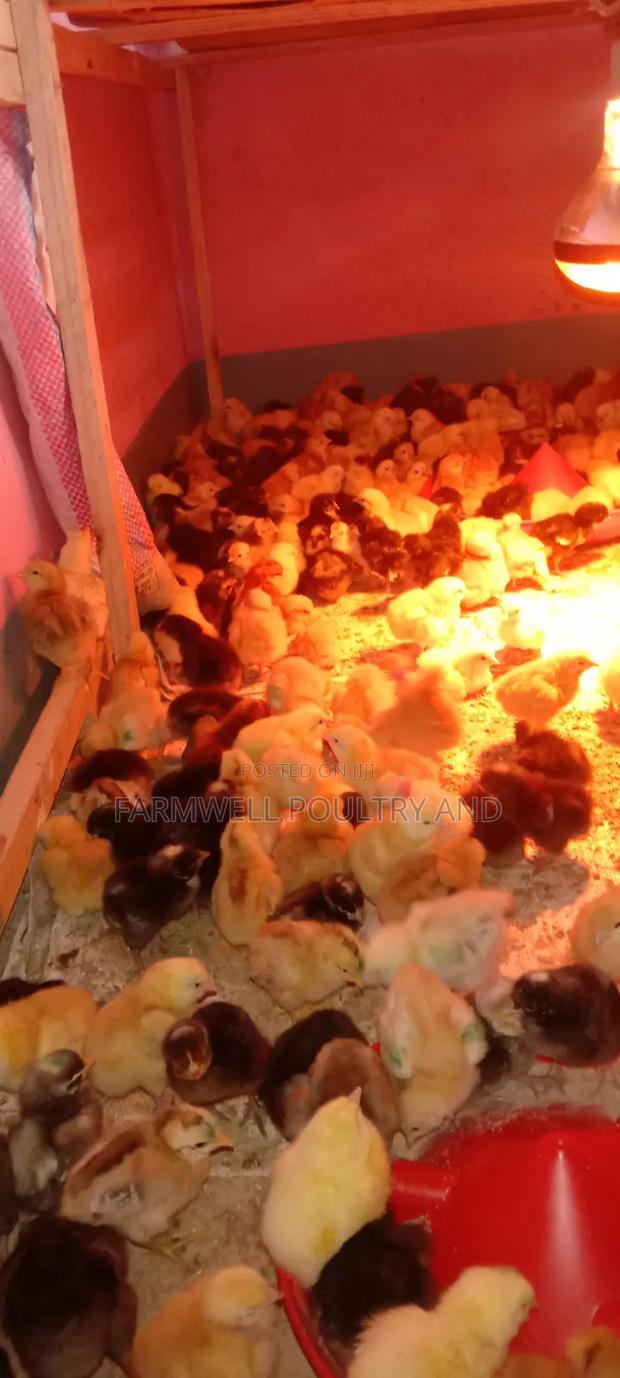 Kenbro F1 Baby Chicks