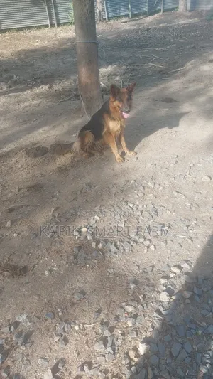 6-12 months Male Purebred German Shepherd