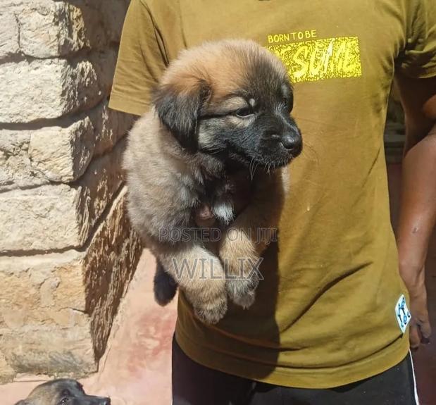 1-3 months Female Mixed Breed Dog - thumbnail 2