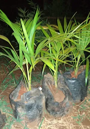 Golden Palms