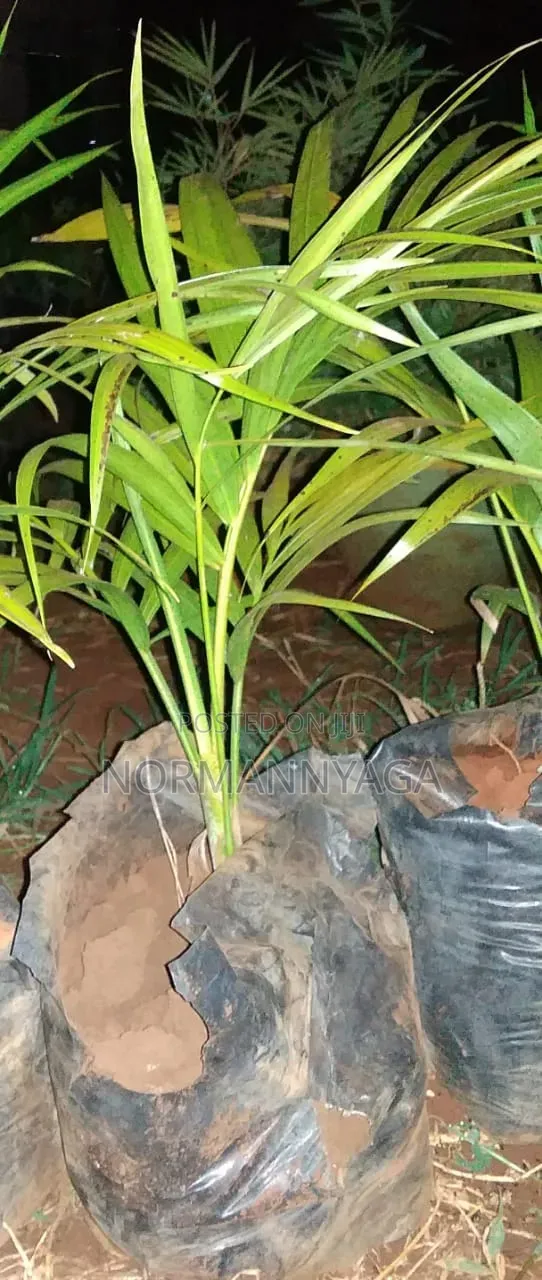 Golden Palms