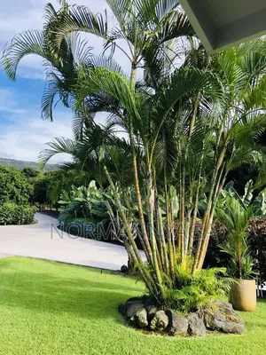 Golden Palms