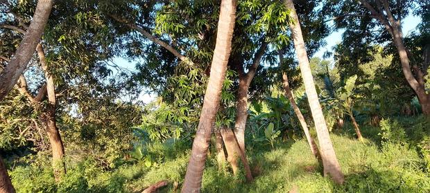 1 Acre of Land - thumbnail 2