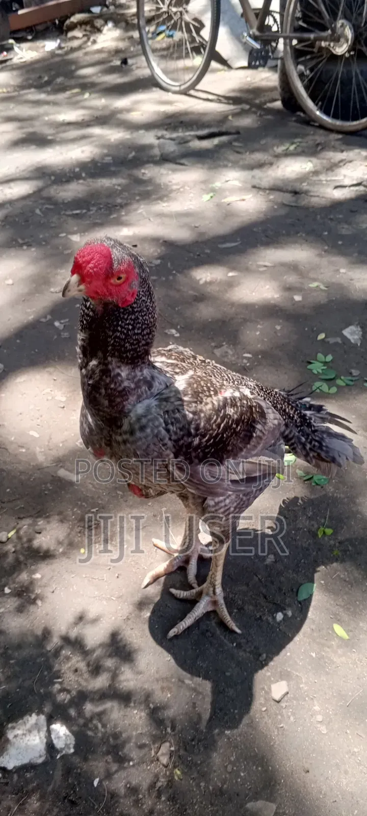 Kuchi Chicken on Offer