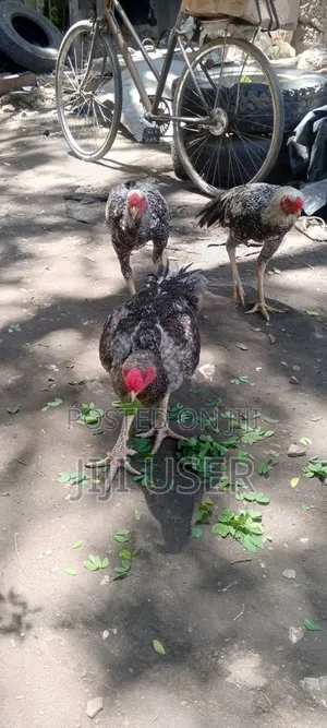 Kuchi Chicken on Offer